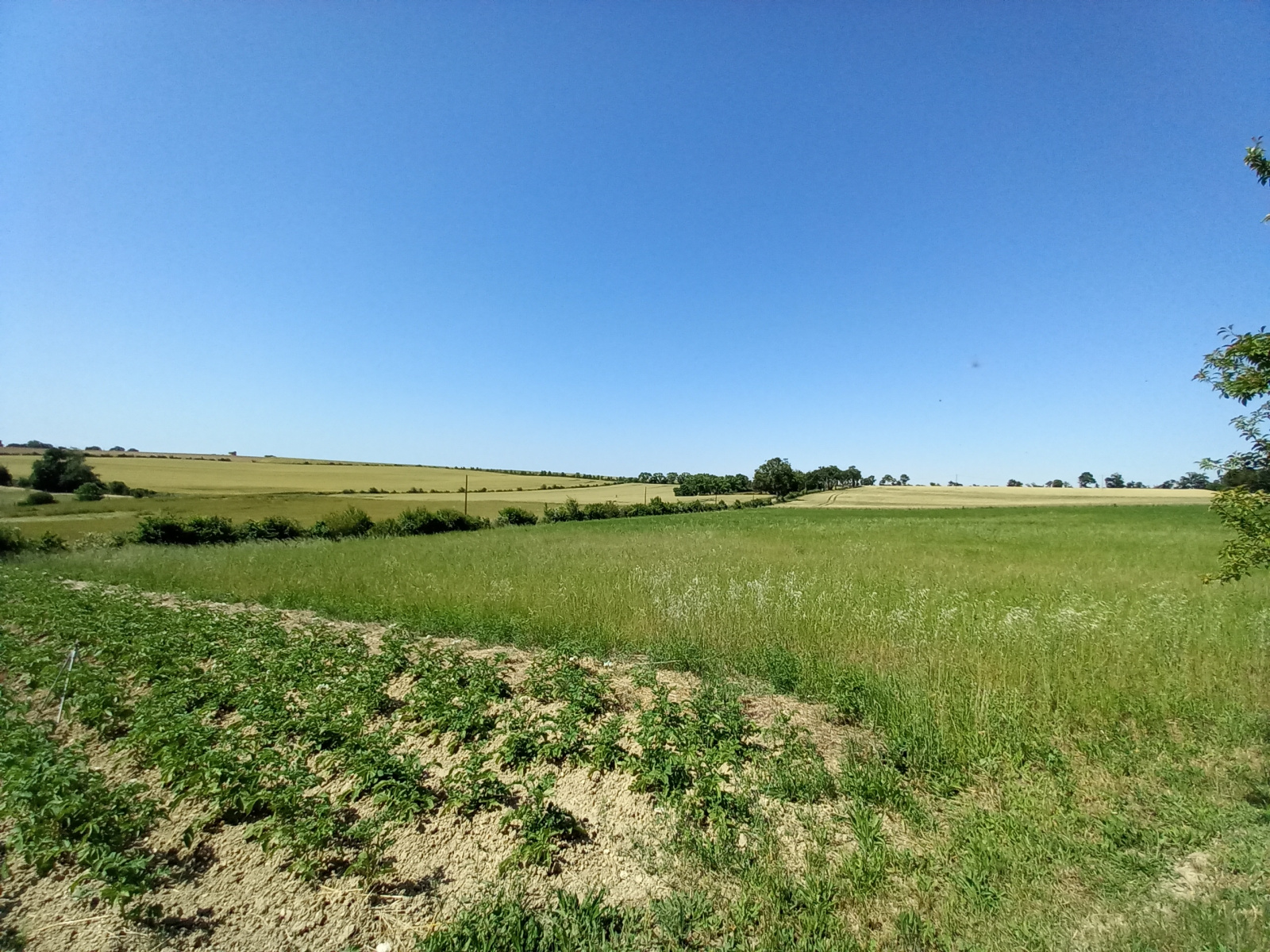 Image_18, Propriete, L'Isle-Jourdain, ref :1137