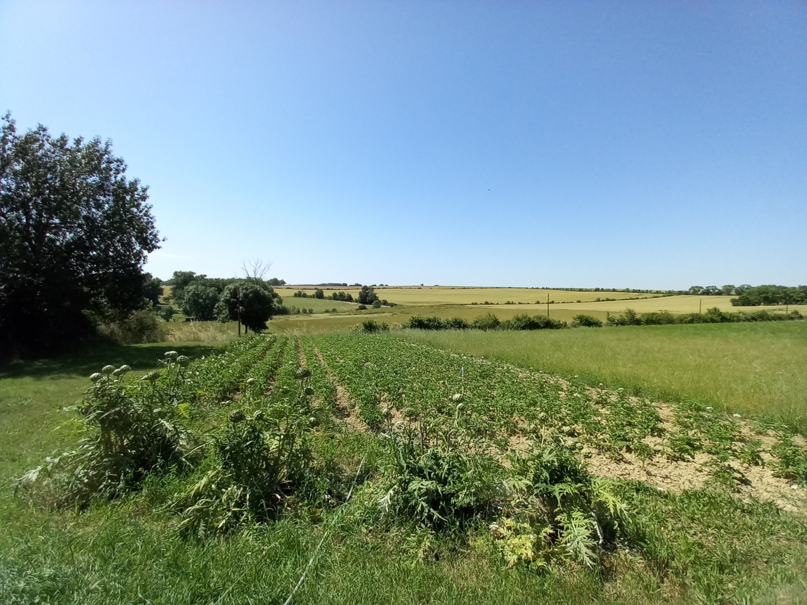 Image_16, Propriete, L'Isle-Jourdain, ref :1137